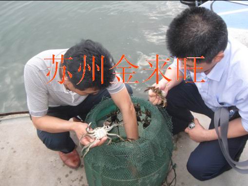 [中国水产养殖网] 阳澄湖畔的“金蟹良缘”
