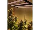 From Seedlings to Success: Buyer's Guide to LED Grow Lights