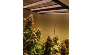 From Seedlings to Success: Buyer's Guide to LED Grow Lights