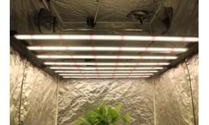 How To Choose LED Grow Light?